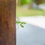 Villa Karishma_Pool and Garden 26